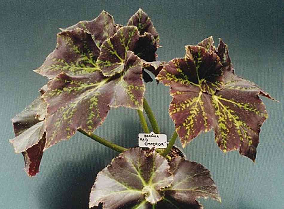 B. ‘Red Emperor’